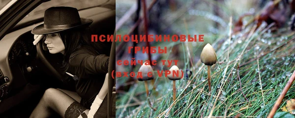 сатива Дубна